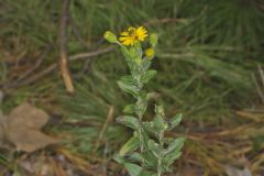 Maryland Goldenaster, Chrysopsis mariana