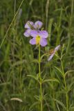 Maryland Meadowbeauty, Rhexia mariana