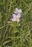 Maryland Meadowbeauty, Rhexia mariana