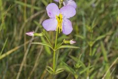 Maryland Meadowbeauty