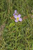 Maryland Meadowbeauty, Rhexia mariana