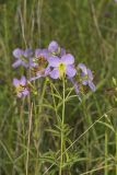 Maryland Meadowbeauty, Rhexia mariana