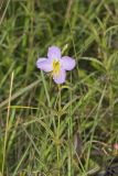 Maryland Meadowbeauty, Rhexia mariana