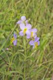 Maryland Meadowbeauty, Rhexia mariana