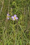 Maryland Meadowbeauty, Rhexia mariana