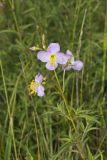 Maryland Meadowbeauty, Rhexia mariana