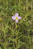 Maryland Meadowbeauty, Rhexia mariana