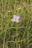 Maryland Meadowbeauty, Rhexia mariana