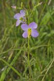 Maryland Meadowbeauty, Rhexia mariana