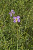 Maryland Meadowbeauty, Rhexia mariana