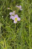 Maryland Meadowbeauty, Rhexia mariana