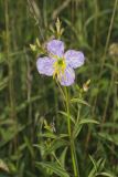 Maryland Meadowbeauty, Rhexia mariana