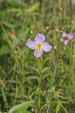 Maryland Meadowbeauty, Rhexia mariana