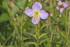 Melastomaceae, Melastome Family