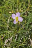 Maryland Meadowbeauty, Rhexia mariana