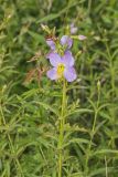 Maryland Meadowbeauty, Rhexia mariana