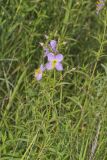 Maryland Meadowbeauty, Rhexia mariana