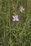 Maryland Meadowbeauty, Rhexia mariana
