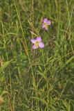 Maryland Meadowbeauty, Rhexia mariana