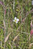 Maryland Meadowbeauty, Rhexia mariana
