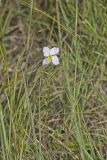 Maryland Meadowbeauty, Rhexia mariana