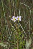 Maryland Meadowbeauty, Rhexia mariana