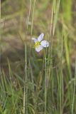 Maryland Meadowbeauty, Rhexia mariana