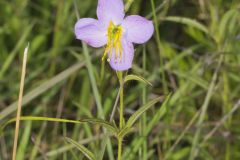 Maryland Meadowbeauty, Rhexia mariana