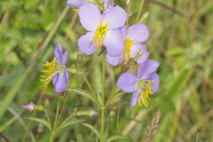 Maryland Meadowbeauty, Rhexia mariana