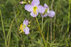 Maryland Meadowbeauty, Rhexia mariana