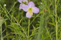 Maryland Meadowbeauty, Rhexia mariana