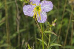 Maryland Meadowbeauty, Rhexia mariana