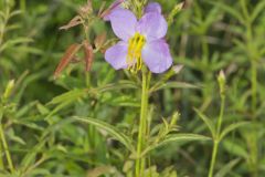 Maryland Meadowbeauty, Rhexia mariana