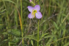 Maryland Meadowbeauty, Rhexia mariana