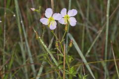 Maryland Meadowbeauty, Rhexia mariana