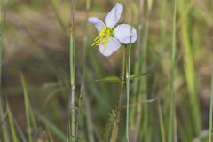 Maryland Meadowbeauty, Rhexia mariana
