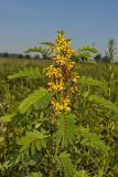 Maryland Senna, Senna marilandica