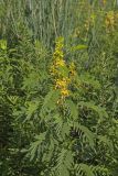 Maryland Senna, Senna marilandica