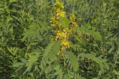 Maryland Senna