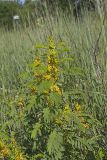 Maryland Senna, Senna marilandica
