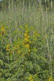 Maryland Senna, Senna marilandica