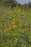Maryland Senna, Senna marilandica