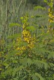 Maryland Senna, Senna marilandica