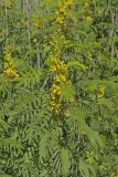 Maryland Senna, Senna marilandica