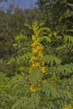 Maryland Senna, Senna marilandica