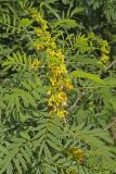 Maryland Senna, Senna marilandica