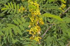 Fabaceae, Pea Family