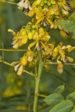 Maryland Senna, Senna marilandica