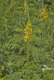 Maryland Senna, Senna marilandica
