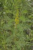 Maryland Senna, Senna marilandica